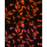 Immunofluorescence - Anti-PITPN Antibody (A89397) - Antibodies.com