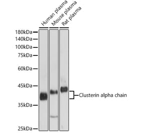 Western Blot - Anti-Clusterin Antibody (A89399) - Antibodies.com