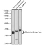 Western Blot - Anti-Clusterin Antibody (A89399) - Antibodies.com
