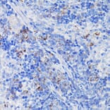 Immunohistochemistry - Anti-Clusterin Antibody (A89399) - Antibodies.com