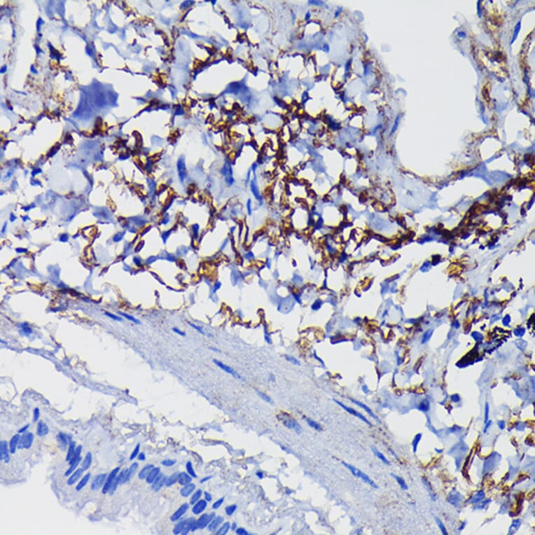 Immunohistochemistry - Anti-Clusterin Antibody (A89399) - Antibodies.com