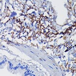 Immunohistochemistry - Anti-Clusterin Antibody (A89399) - Antibodies.com