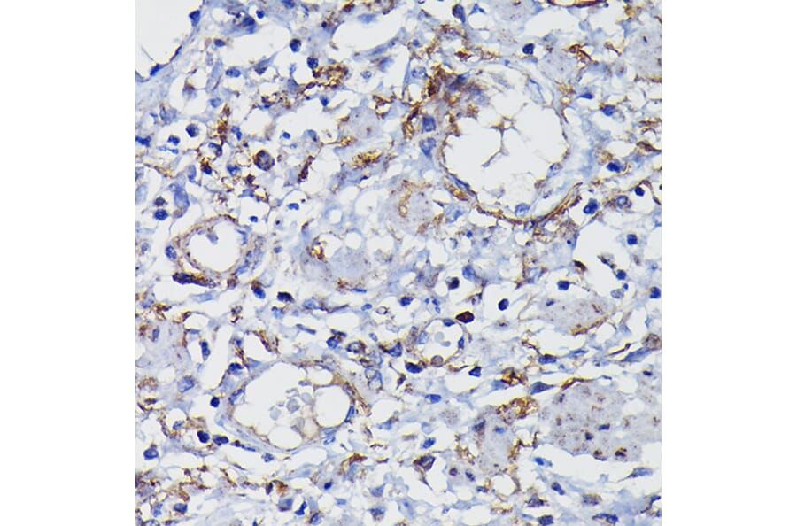 Immunohistochemistry - Anti-Clusterin Antibody (A89399) - Antibodies.com