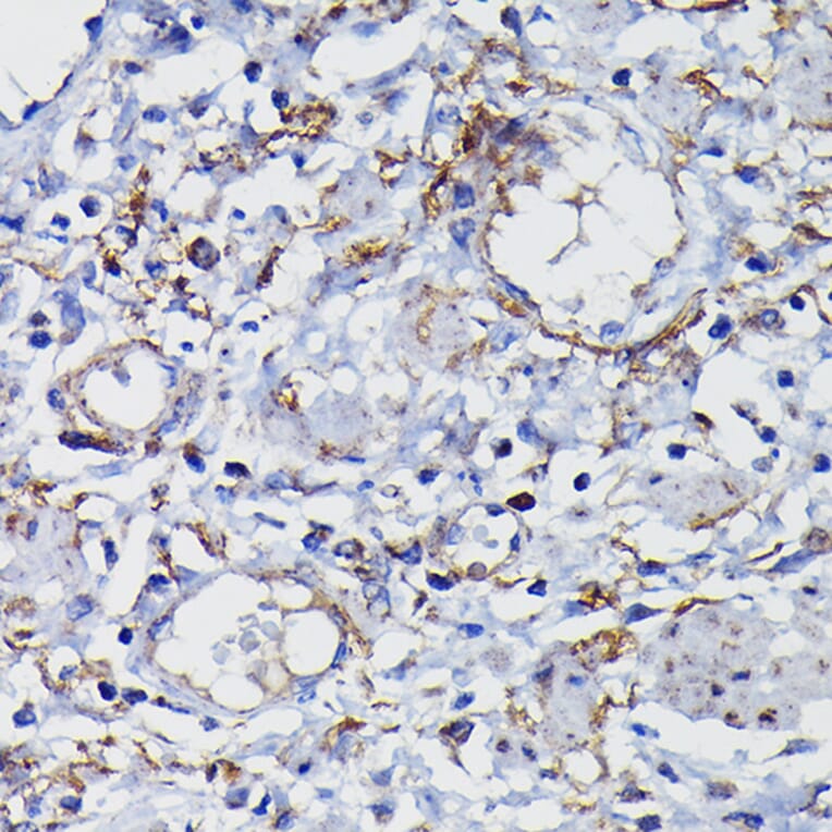 Immunohistochemistry - Anti-Clusterin Antibody (A89399) - Antibodies.com