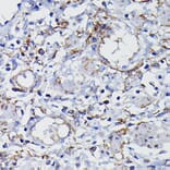 Immunohistochemistry - Anti-Clusterin Antibody (A89399) - Antibodies.com