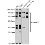 Western Blot - Anti-SLAMF7/CS1 Antibody (A89400) - Antibodies.com