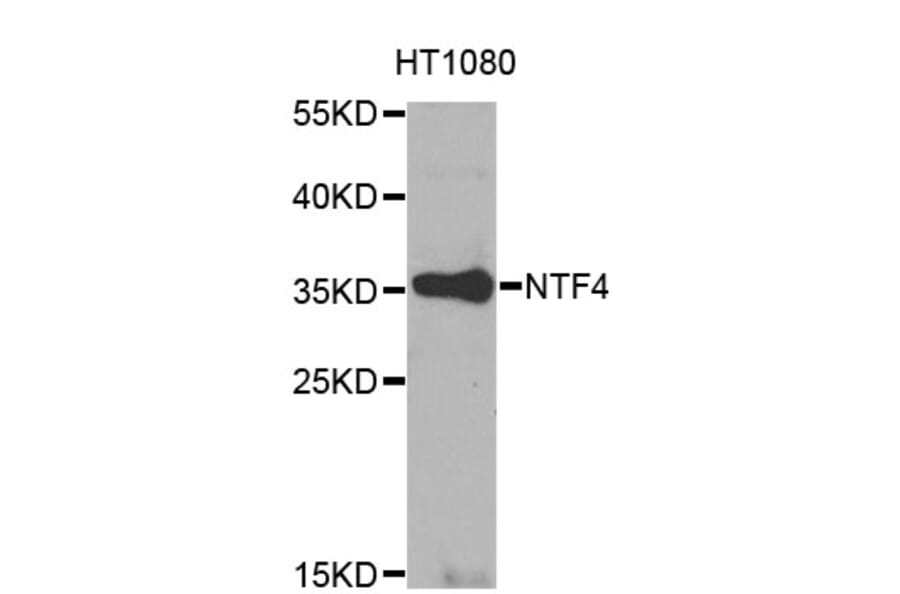 Western Blot - Anti-NTF4 Antibody (A0912) - Antibodies.com