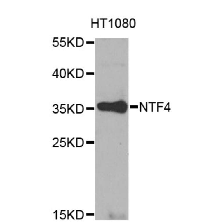 Western Blot - Anti-NTF4 Antibody (A0912) - Antibodies.com