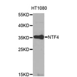 Western Blot - Anti-NTF4 Antibody (A0912) - Antibodies.com