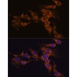 Immunofluorescence - Anti-PYCR2 Antibody (A89404) - Antibodies.com