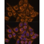 Immunofluorescence - Anti-PYCR2 Antibody (A89404) - Antibodies.com