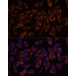 Immunofluorescence - Anti-PYCR2 Antibody (A89404) - Antibodies.com