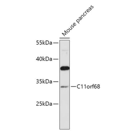 Western Blot - Anti-CK068 Antibody (A89409) - Antibodies.com