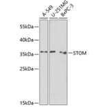 Western Blot - Anti-Stomatin Antibody (A89410) - Antibodies.com