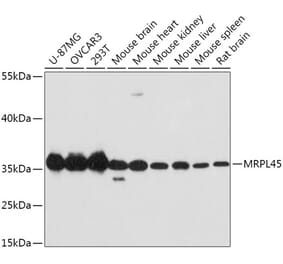 Western Blot - Anti-MRPL45 Antibody (A89411) - Antibodies.com