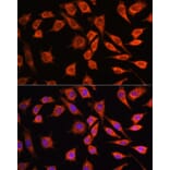 Immunofluorescence - Anti-MRPL45 Antibody (A89411) - Antibodies.com