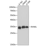 Western Blot - Anti-RANKL Antibody (A89415) - Antibodies.com