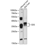 Western Blot - Anti-SDS Antibody (A89416) - Antibodies.com