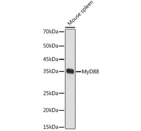 Western Blot - Anti-MyD88 Antibody (A89417) - Antibodies.com
