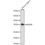 Western Blot - Anti-MyD88 Antibody (A89417) - Antibodies.com