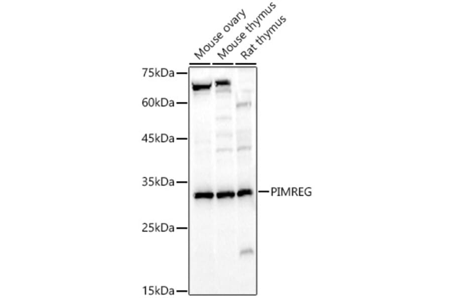 Western Blot - Anti-FAM64A Antibody (A89418) - Antibodies.com