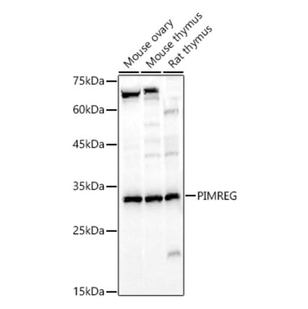 Western Blot - Anti-FAM64A Antibody (A89418) - Antibodies.com