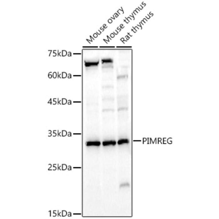 Western Blot - Anti-FAM64A Antibody (A89418) - Antibodies.com