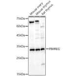 Western Blot - Anti-FAM64A Antibody (A89418) - Antibodies.com