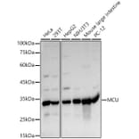 Western Blot - Anti-MCU Antibody (A89422) - Antibodies.com