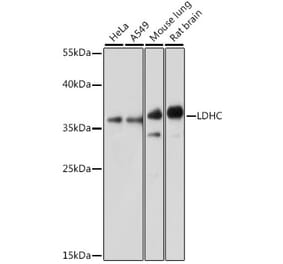 Western Blot - Anti-LDH-C Antibody (A89426) - Antibodies.com