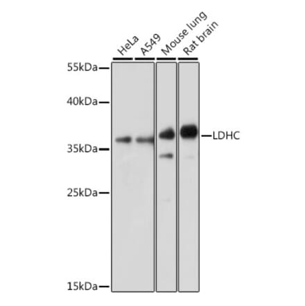 Western Blot - Anti-LDH-C Antibody (A89426) - Antibodies.com