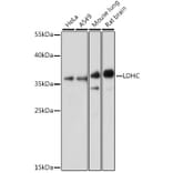Western Blot - Anti-LDH-C Antibody (A89426) - Antibodies.com