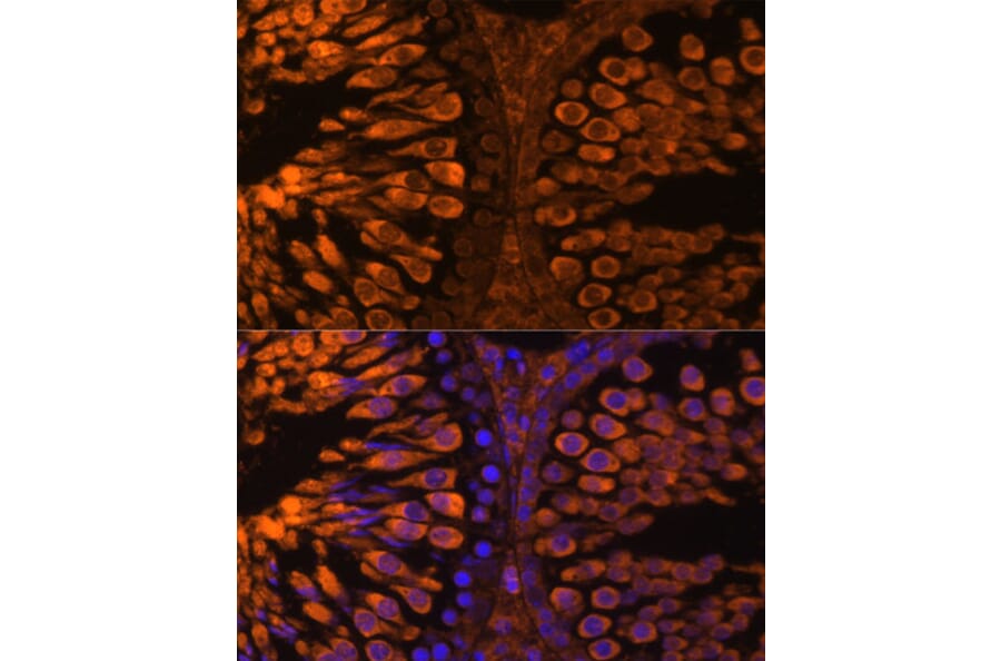 Immunofluorescence - Anti-LDH-C Antibody (A89426) - Antibodies.com