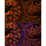 Immunofluorescence - Anti-LDH-C Antibody (A89426) - Antibodies.com