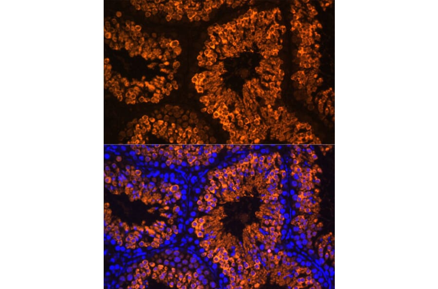 Immunofluorescence - Anti-LDH-C Antibody (A89426) - Antibodies.com