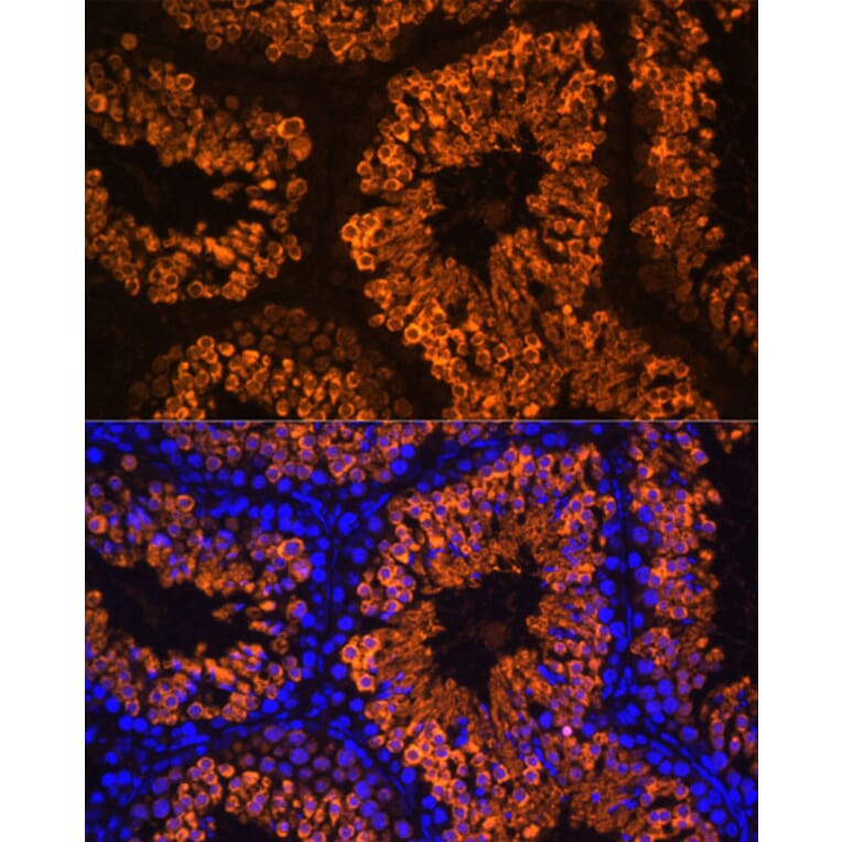 Immunofluorescence - Anti-LDH-C Antibody (A89426) - Antibodies.com