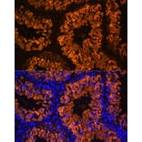Immunofluorescence - Anti-LDH-C Antibody (A89426) - Antibodies.com