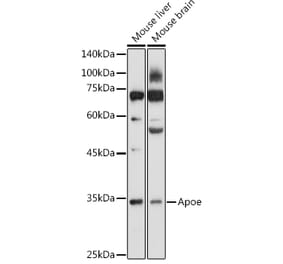 Western Blot - Anti-Apolipoprotein E Antibody (A89435) - Antibodies.com