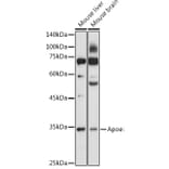 Western Blot - Anti-APOE Antibody (A89435) - Antibodies.com