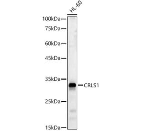 Western Blot - Anti-CRLS1 Antibody (A89438) - Antibodies.com