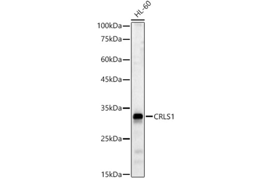 Western Blot - Anti-CRLS1 Antibody (A89438) - Antibodies.com