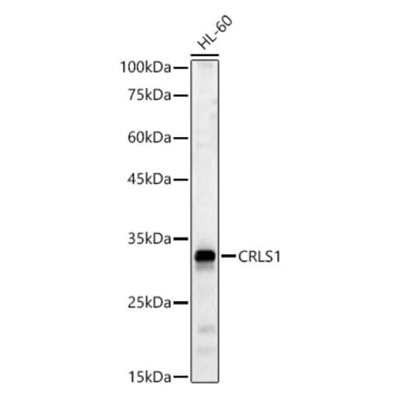 Western Blot - Anti-CRLS1 Antibody (A89438) - Antibodies.com