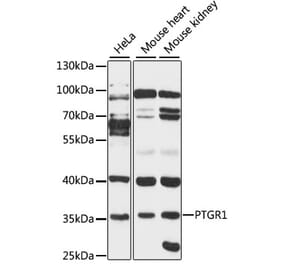 Western Blot - Anti-PTGR1 Antibody (A89439) - Antibodies.com