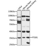 Western Blot - Anti-PTGR1 Antibody (A89439) - Antibodies.com