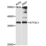 Western Blot - Anti-STYXL1 Antibody (A12850) - Antibodies.com