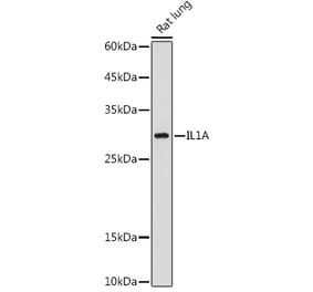 Western Blot - Anti-IL-1 alpha Antibody (A89441) - Antibodies.com