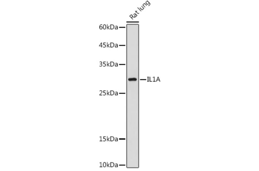 Western Blot - Anti-IL-1 alpha Antibody (A89441) - Antibodies.com