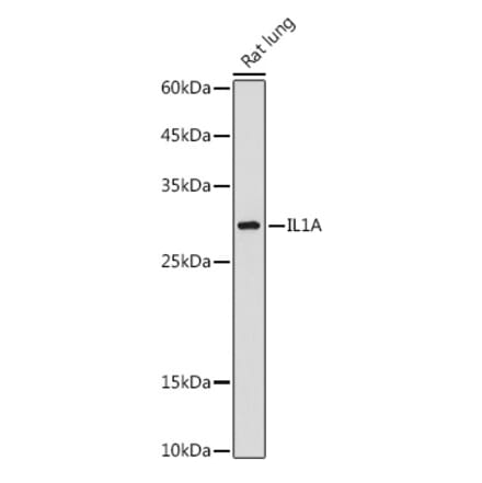 Western Blot - Anti-IL-1 alpha Antibody (A89441) - Antibodies.com