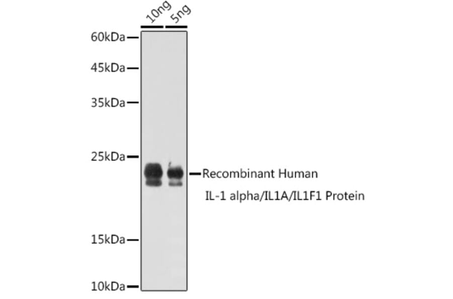 Western Blot - Anti-IL-1 alpha Antibody (A89441) - Antibodies.com