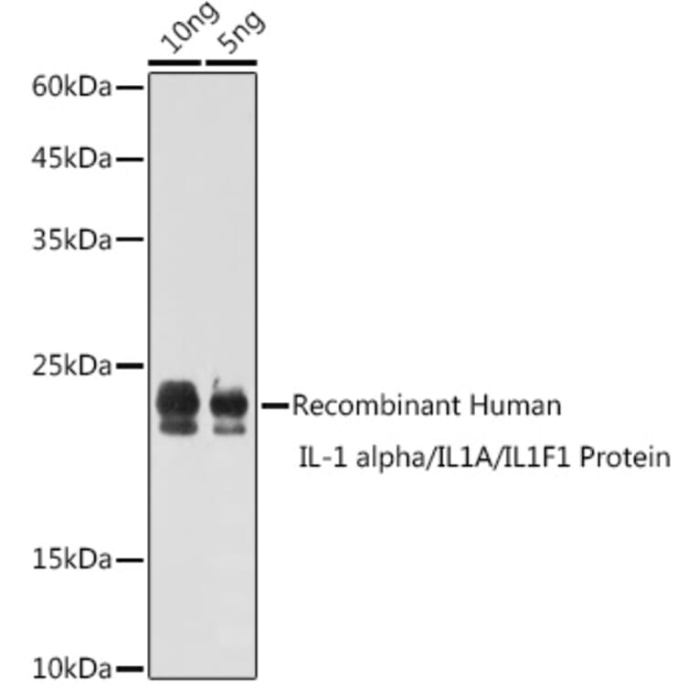 Western Blot - Anti-IL-1 alpha Antibody (A89441) - Antibodies.com
